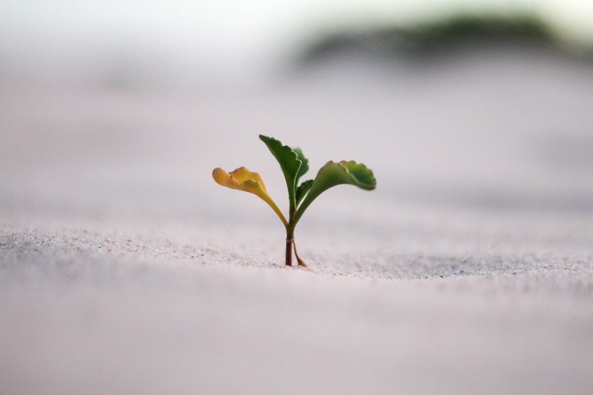 Plant sprouting